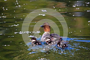 Barrow`s goldeneye Bucephala islandica drake, Inglewood Bird S