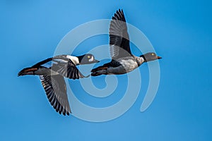 Barrow`s Goldeneye Ducks photo