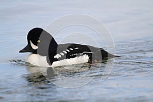 Barrows Goldeneye