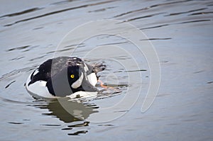 Barrows Goldeneye