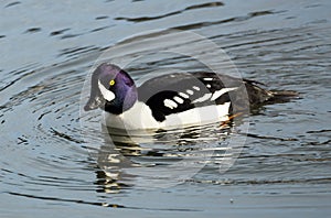 Barrows Goldeneye