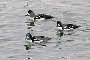 Barrows goldeneye duck