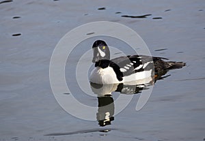 Barrows Goldeneye