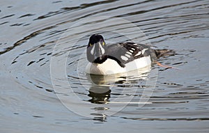 Barrows Goldeneye