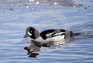 Barrows Goldeneye