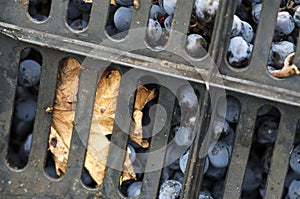 Bars of crates and Merlot grapes