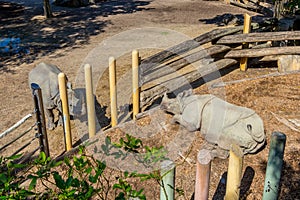 The bars between two sad rhinos