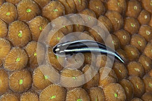 Barsnout Goby over a coral head - Cozumel