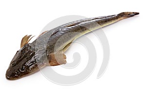 Bartail flathead