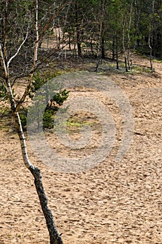 Bartkuskis dune is a wind-blown sand hill (dune) located in Bartkuskis forest, 36 km from Vilnius