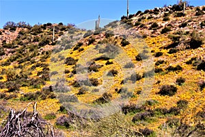 Bartlett Lake reservoir, Maricopa County, State of Arizona, United States scenic landscape view