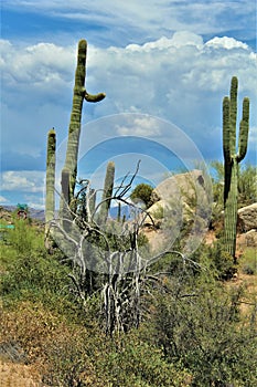 Bartlett Lake Reservoir, Maricopa County, State of Arizona, United States scenic landscape view