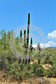 Bartlett Lake Reservoir, Maricopa County, State of Arizona, United States scenic landscape view