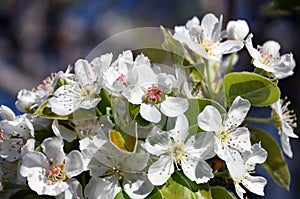 Bartlett Pear Tree Blossoms in Spring