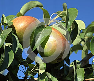 Bartlett pears growing on the tree