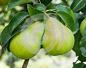 Bartlett pears hanging on the tree photo