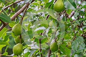 Bartlett Pears from the Tree Ready for Eating