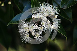 Bartlett`s Rata, Metrosideros bartletti