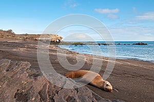 Bartolome island galapagos with sleeping sealion.