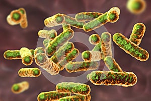 Bartonella quintana bacteria, the causative agent of trench fever