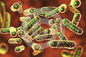 Bartonella quintana bacteria, the causative agent of trench fever