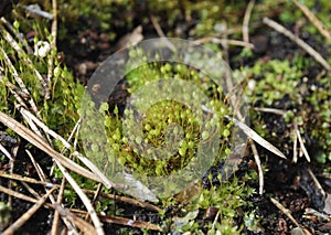 Bartramia pomiformis, the common apple-moss.