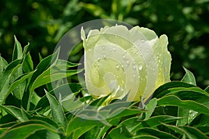 Bartzella Itoh hybrid peony Edwards Gardens