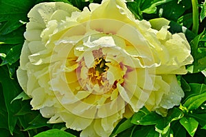 Bartzella Itoh hybrid peony Edwards Gardens