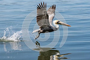 Pelicans taking flight over water
