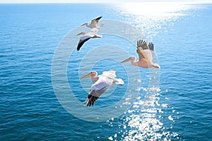 Pelicans taking flight over water