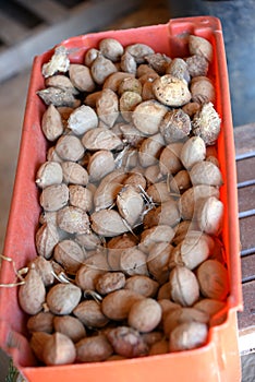 Baru nuts in a sieve, typical Brazilian fruit photo