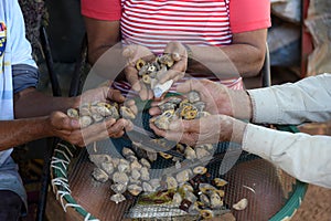Baru nuts in a sieve, typical Brazilian fruit photo