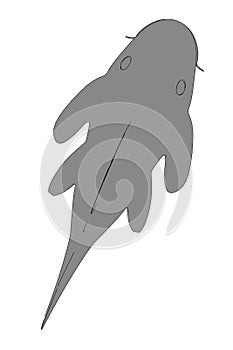 Baryancistrus xanthellus