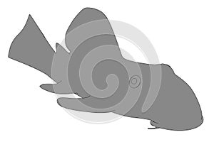 Baryancistrus xanthellus