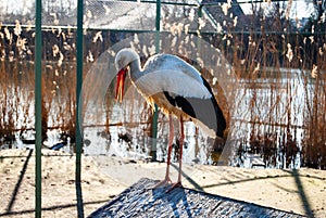 Barza albÄƒ Ciconia ciconia