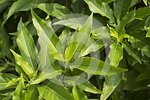 Basak is an Indian subcontinental herb.