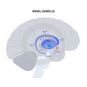 Basal ganglia anatomy