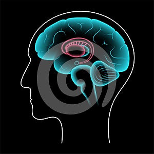 Basal ganglia anatomy