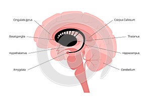 Basal ganglia anatomy