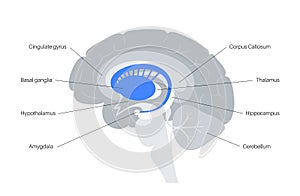 Basal ganglia anatomy