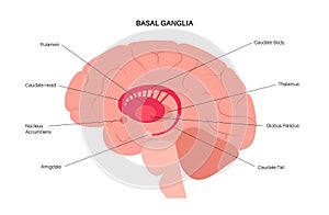 Basal ganglia anatomy photo