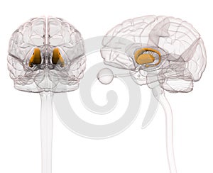 Basal Ganglia - Anatomy Brain - 3d illustration