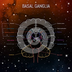 Basal ganglia neuroscience vector infographic. Futuristing illustration of neurobiology scheme of brain