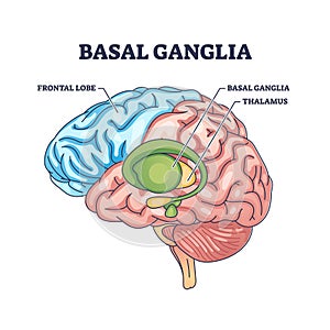 Basal ganglia or nuclei location and human brain structure outline diagram photo
