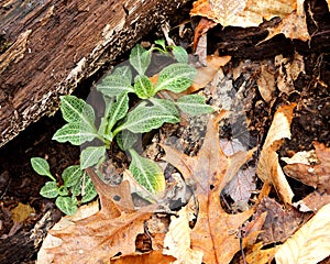 Basal rosettes of downy rattlesnake plantain