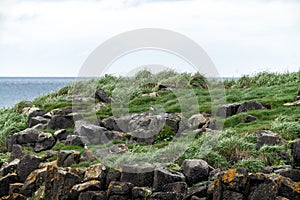 Basalt cliffs with windswept grass on Flatey Island, Iceland, with a few puffins