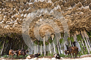 Basalt columns known as Symphony of the Stones, in the Valley of Garni, Armenia.