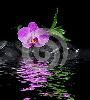 Basalt stones, orchid flower and bamboo