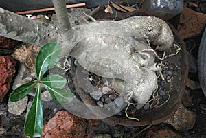 base of bonsai daphne flower, taken from a short distance