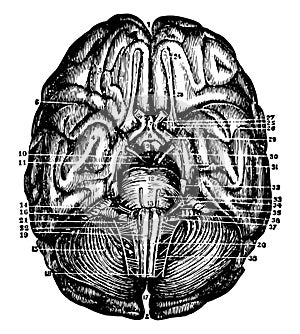 Base of Brain and Cerebellum, vintage illustration